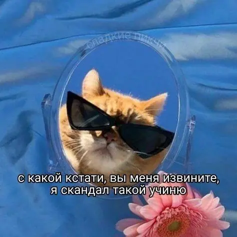 Мем - кот в очках учинит скандал