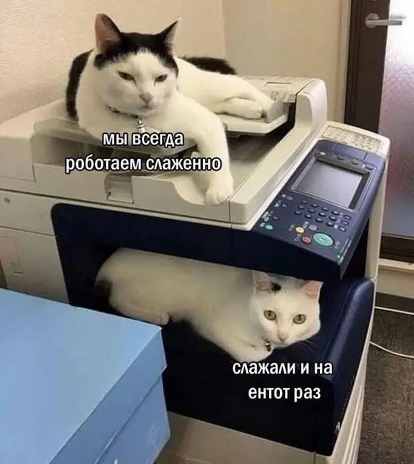 Мем с котами - мы всегда работаем слаженно