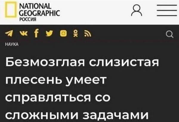 Мем - безмозглая слизистая плесень умеет справляться со сложными задачами