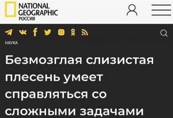 Мем - безмозглая слизистая плесень умеет справляться со сложными задачами